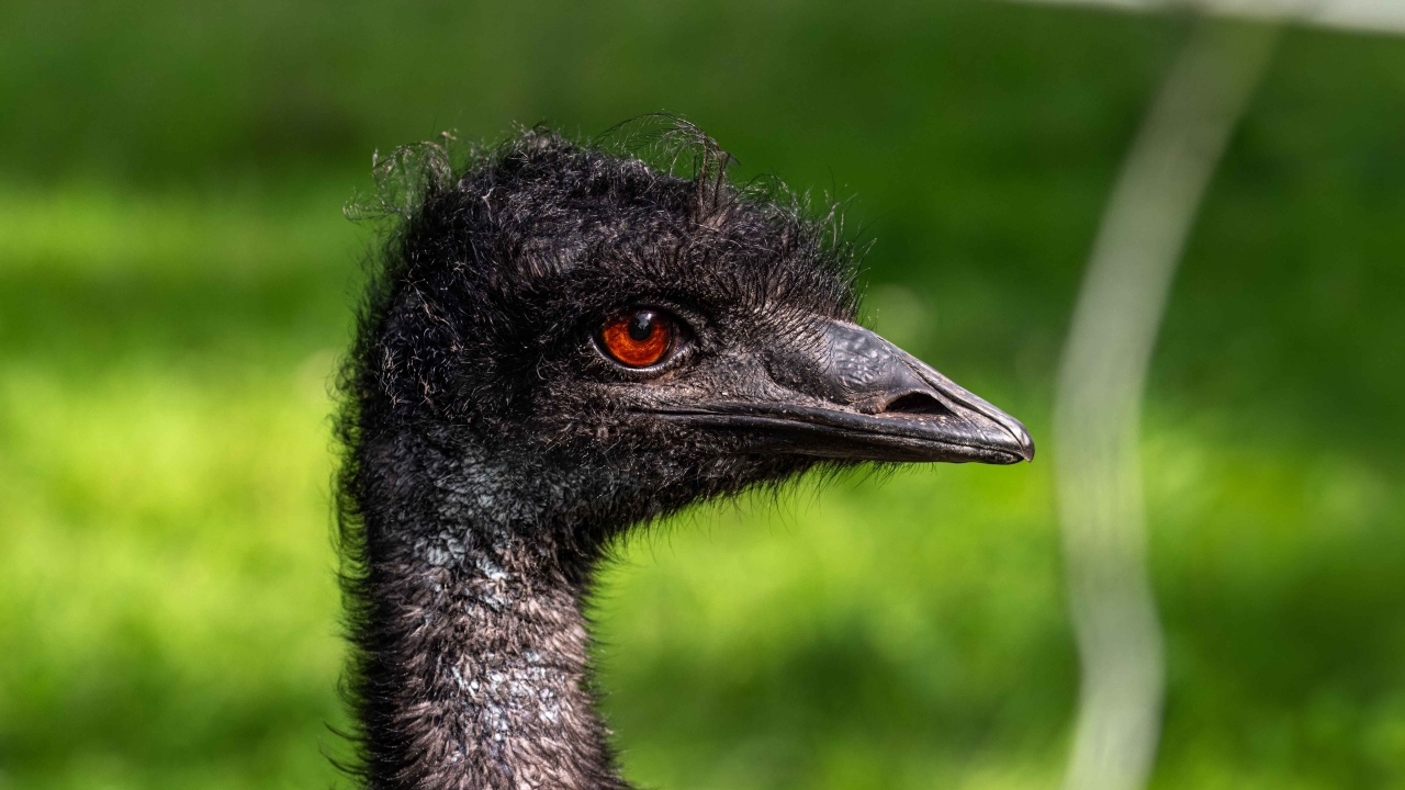 Голова страуса эму крупным планом