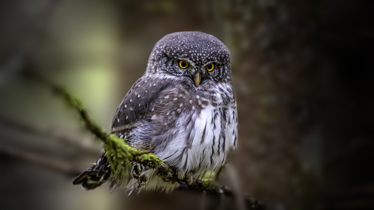 Евразийская карликовая сова сидит на ветке