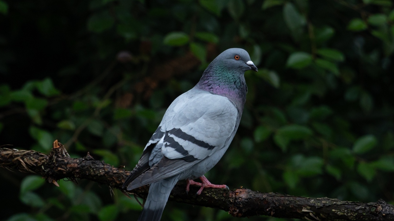 Серый голубь сидит на ветке дерева