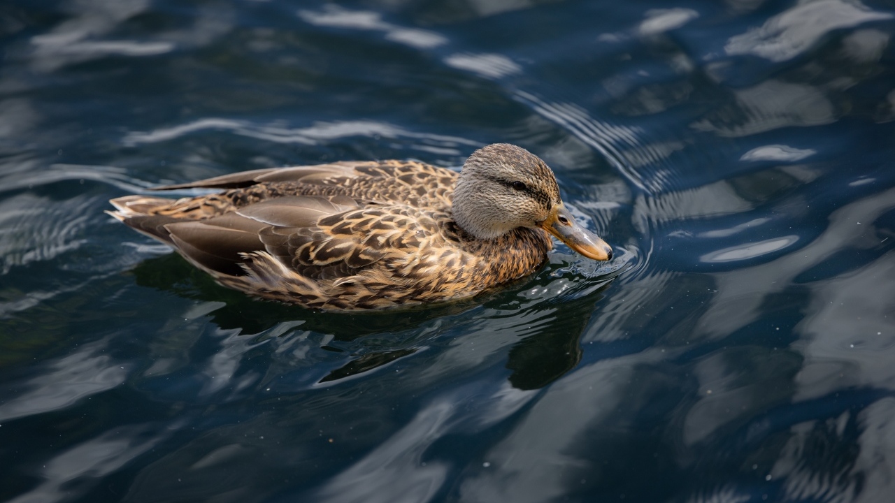 Серая утка плавает в спокойной воде