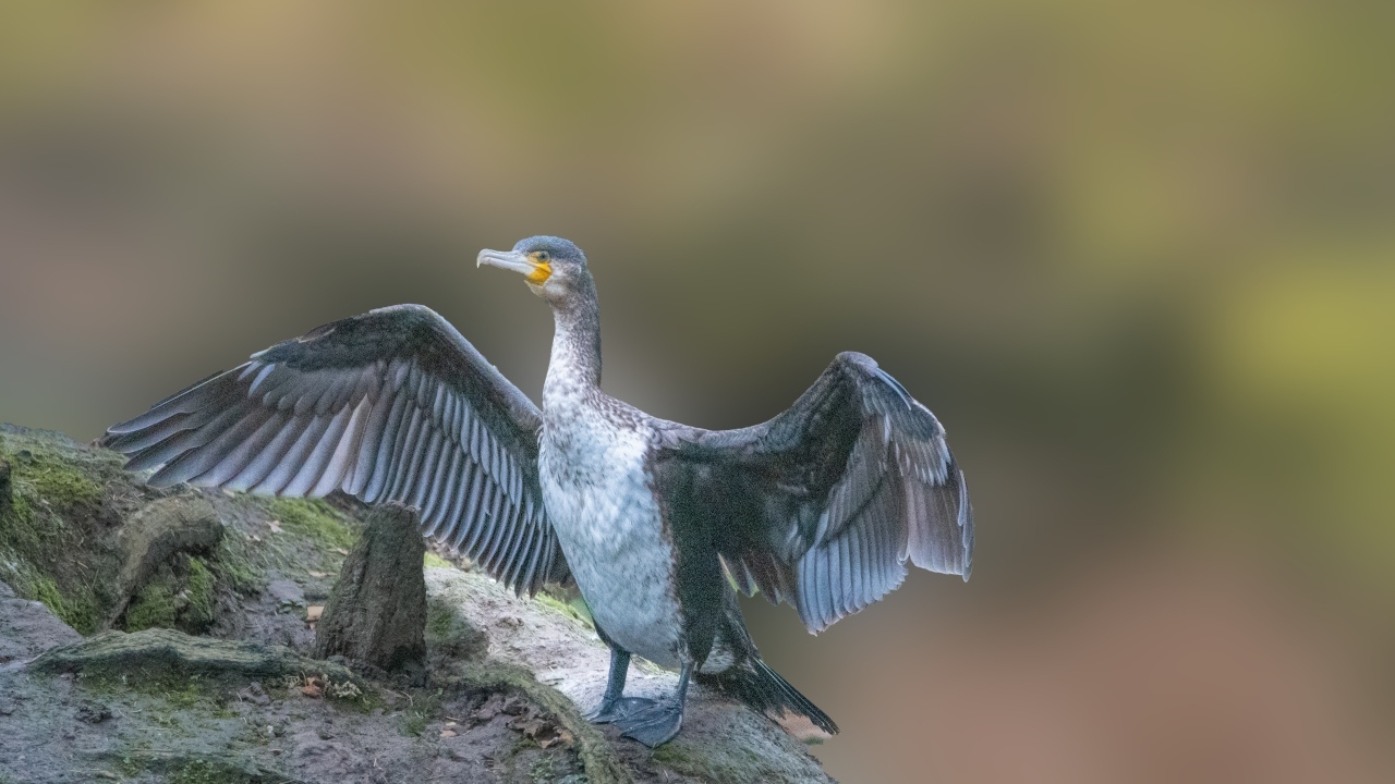Большой черный баклан взлетает с камня