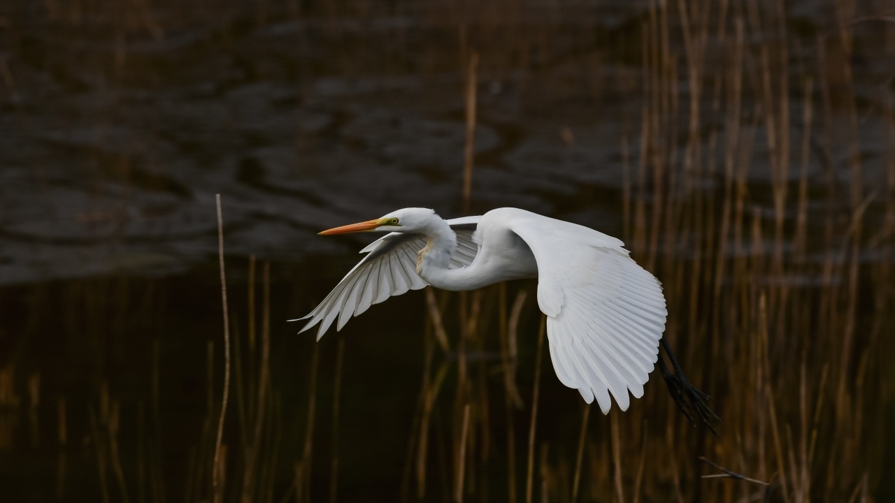 Большая белая цапля летит над водой
