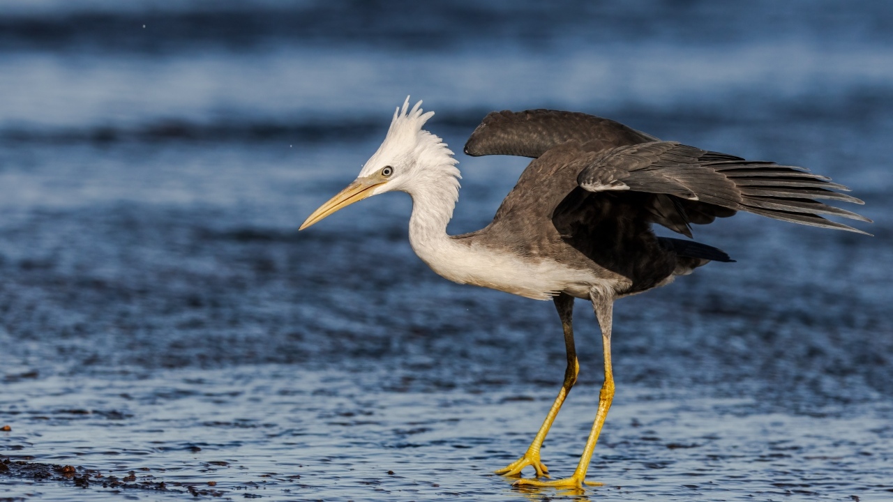 Большая цапля на мокром асфальте