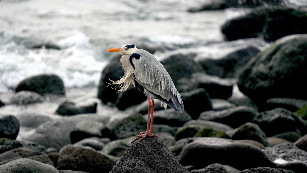 Большая серая цапля стоит на камне у воды