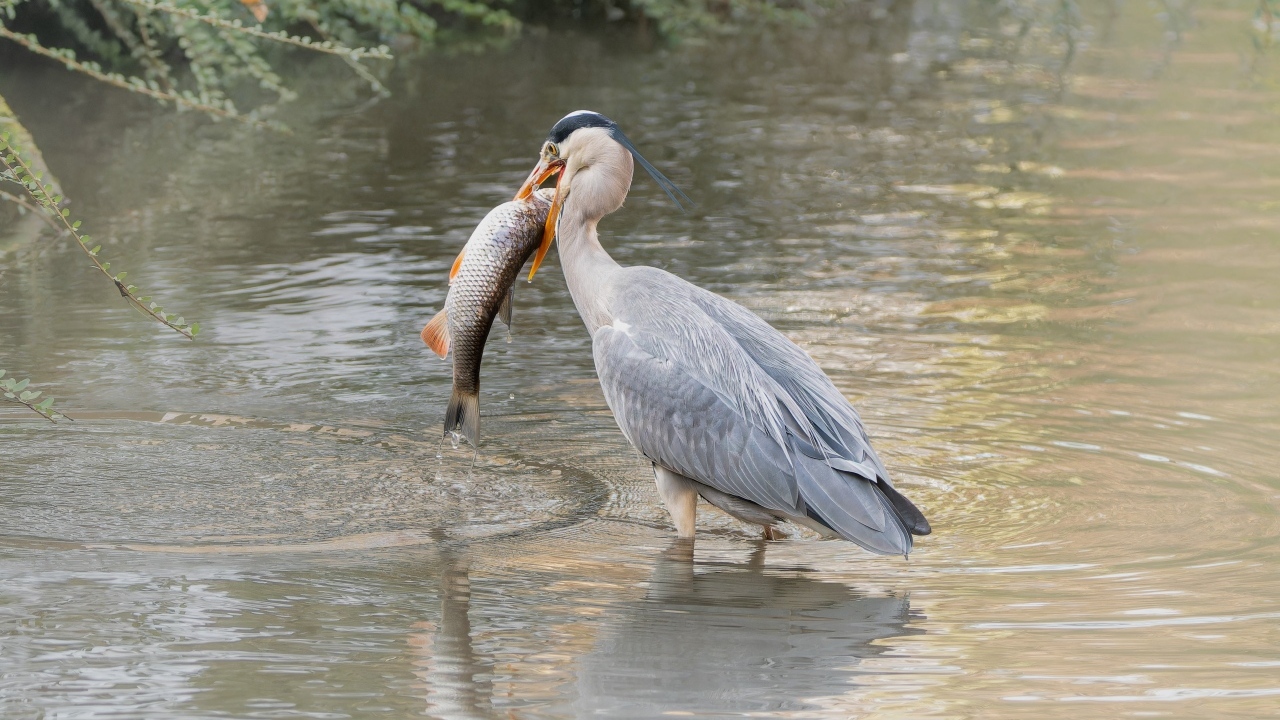 Большая серая цапля с рыбой в воде