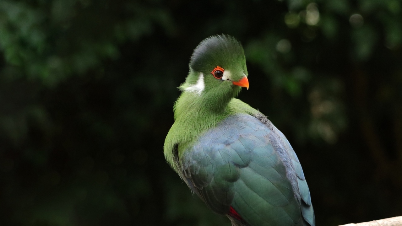 Зеленый белощекий турако на ветке