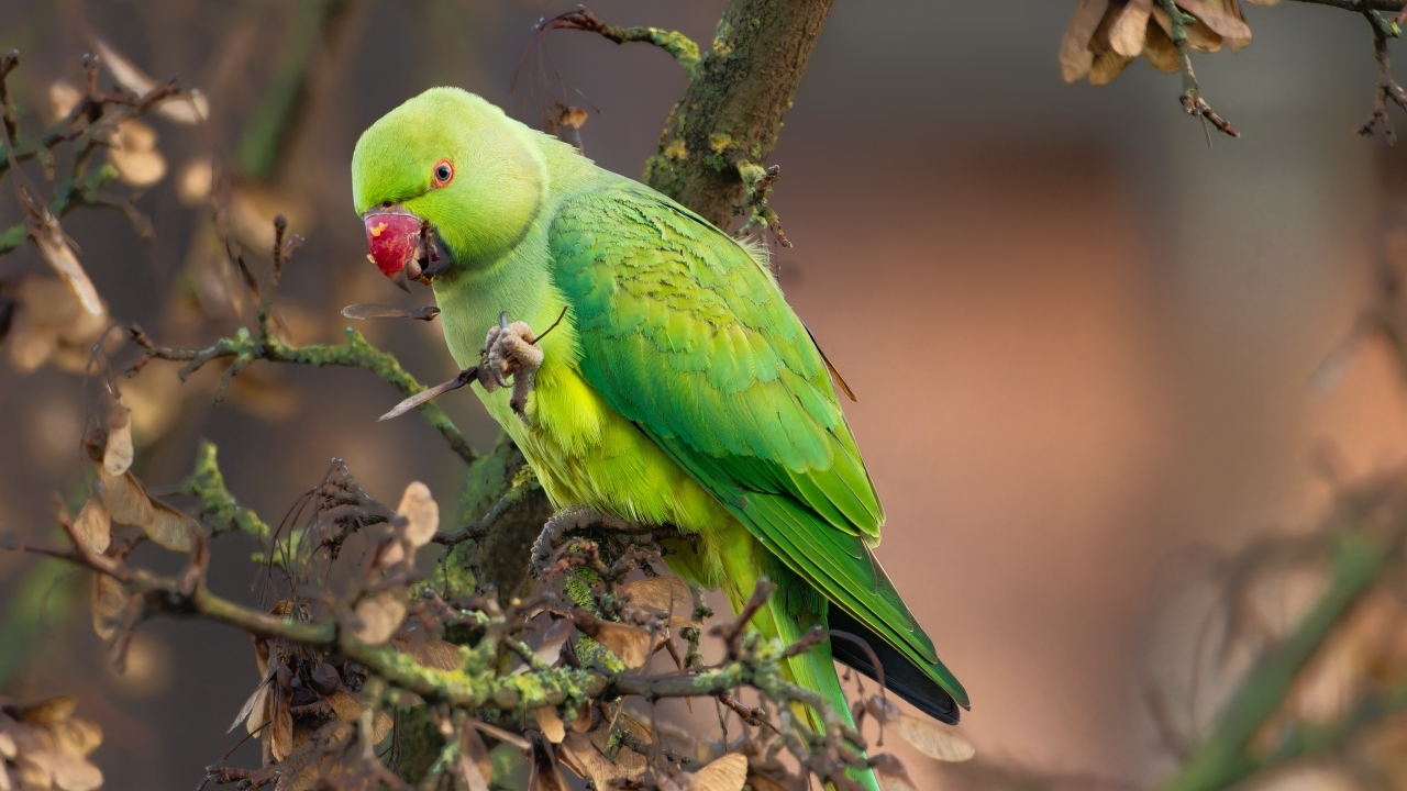 Зеленый попугай сидит на ветке дерева