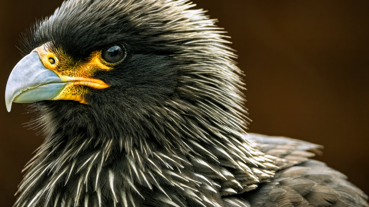 Голова черной птицы каракара