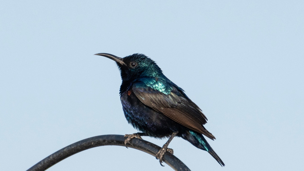 Маленький черный дрозд сидит на ветке 