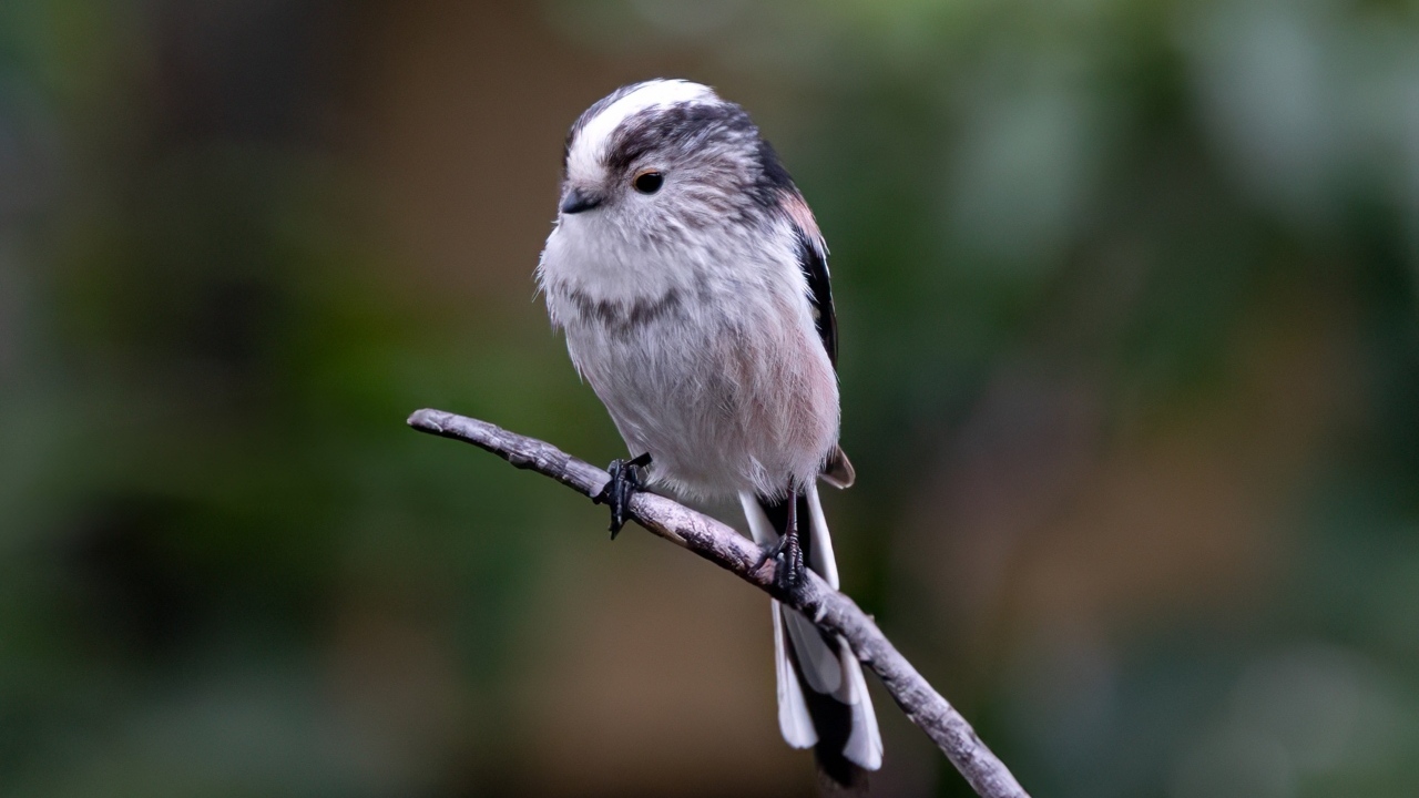 Маленькая длиннохвостая синица на ветке