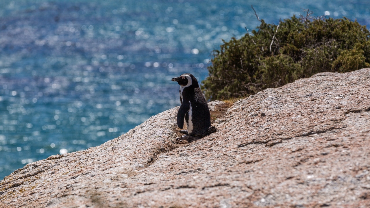 Маленький пингвин стоит на камне у воды