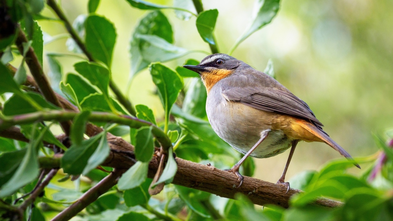 Маленькая птица робин сидит на ветке