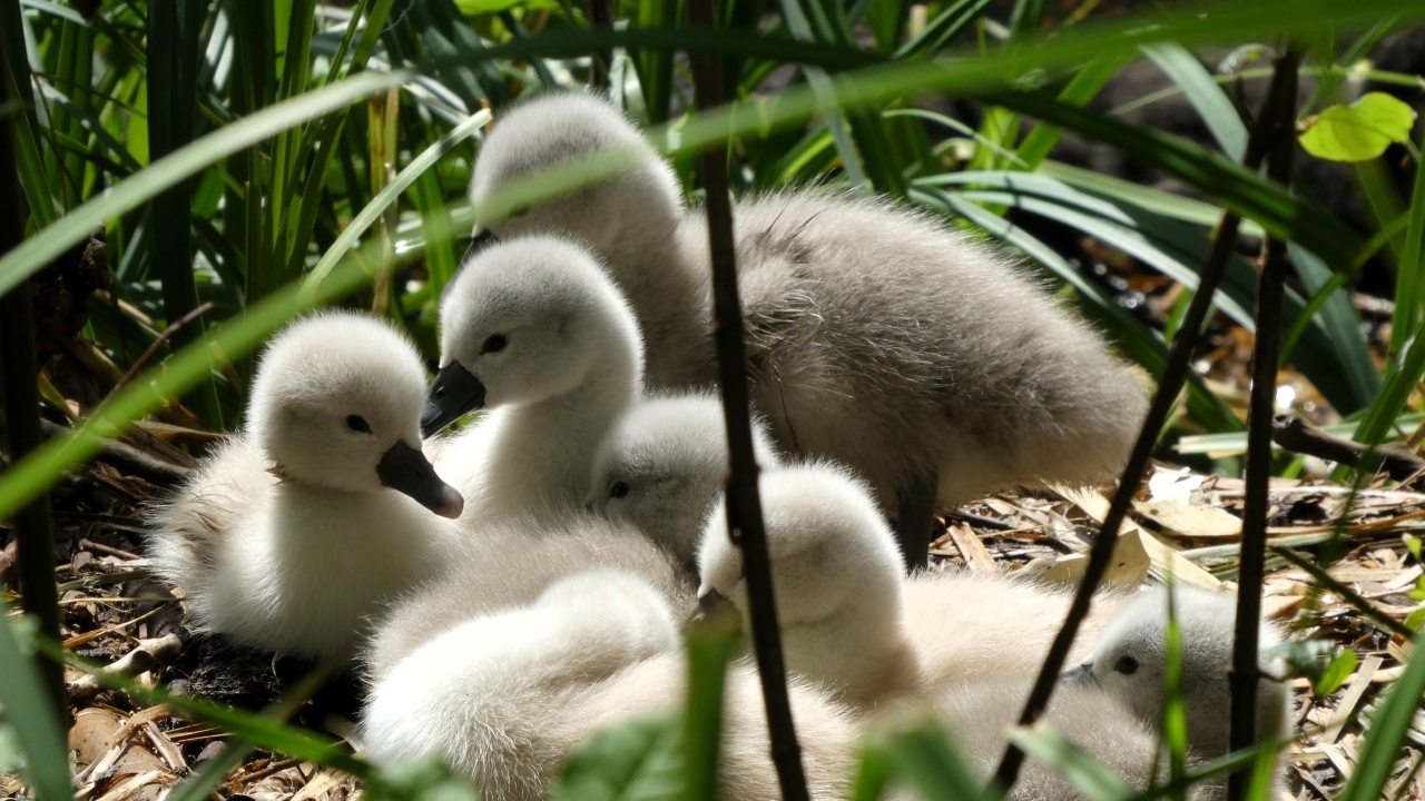 Маленькие птенцы лебедя в гнезде