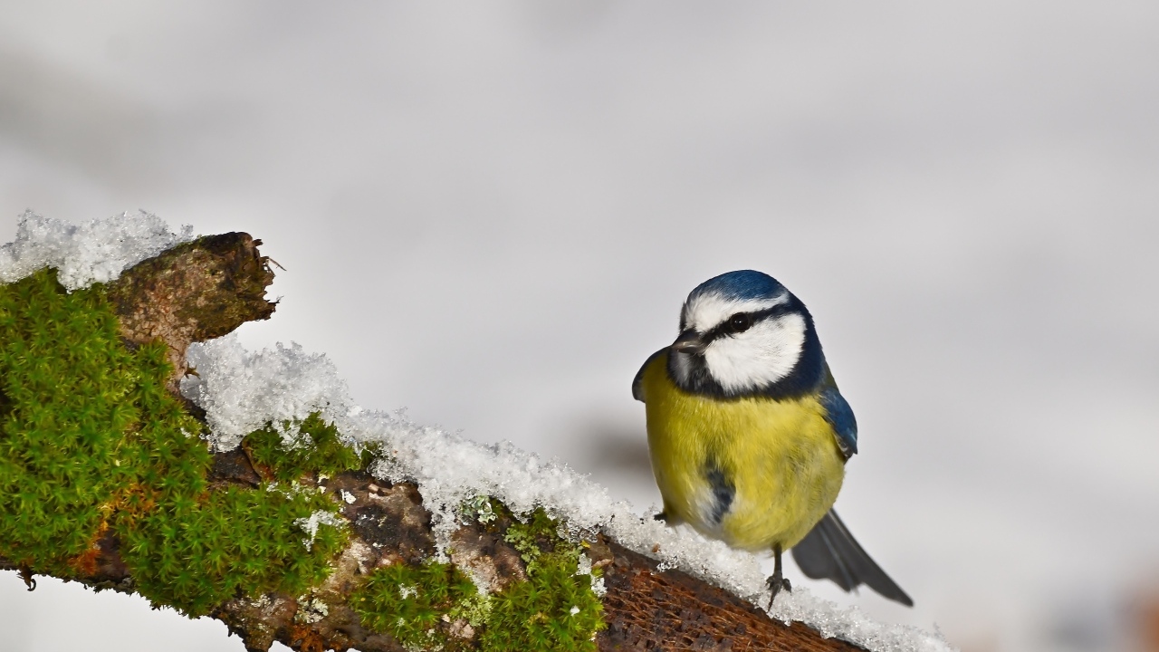 Маленькая синица на заснеженной ветке