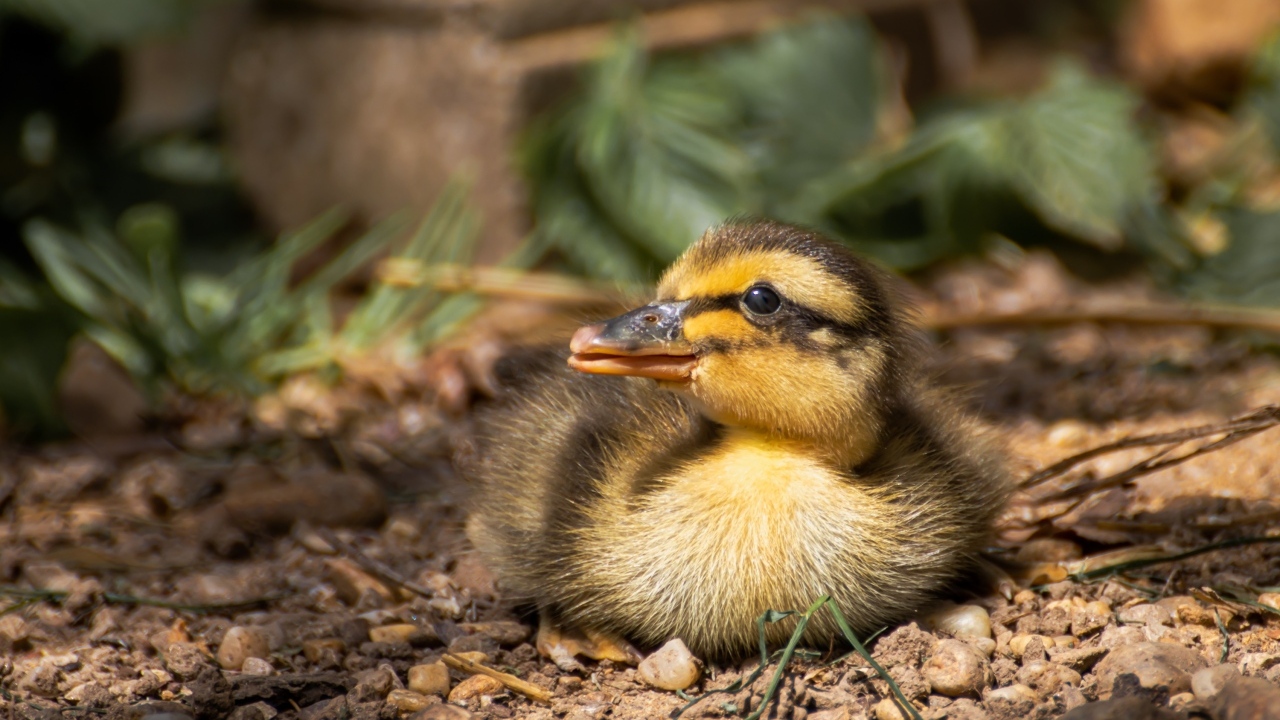 Маленький дикий утенок прячется в тени 