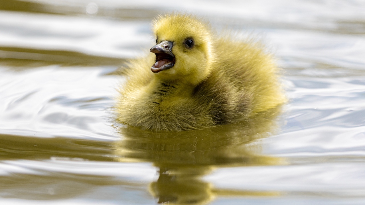 Маленький желтый утенок плавает в воде