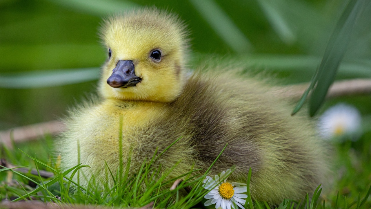 Маленький желтый гусенок на зеленой траве