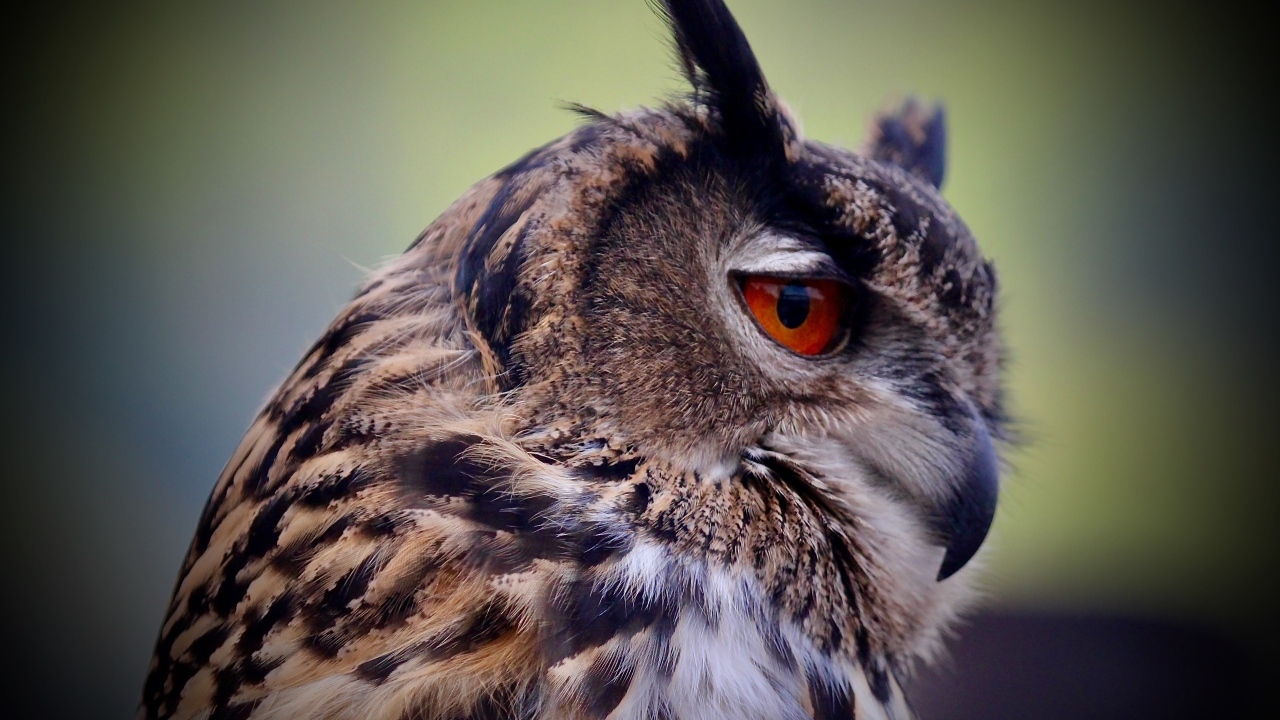 Ушастая сова с красными глазами