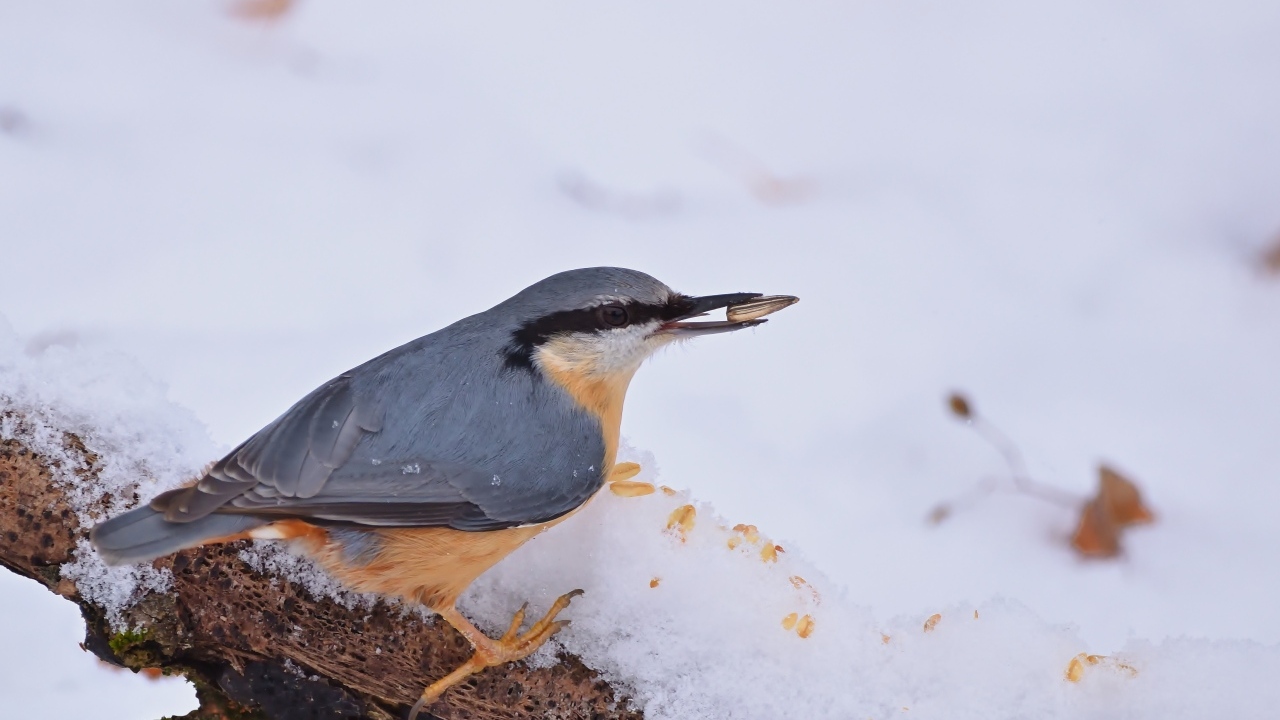 Птица поползень на снегу