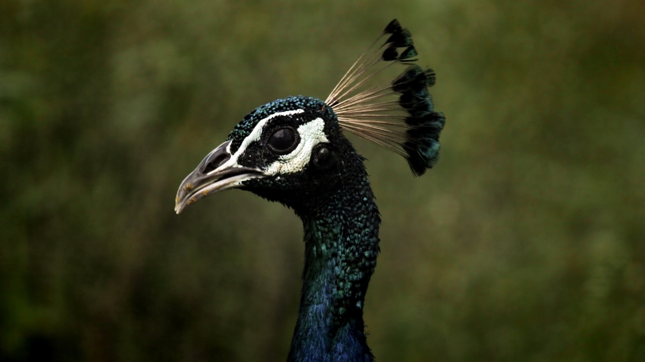 Голова павлина с длинной шеей крупным планом