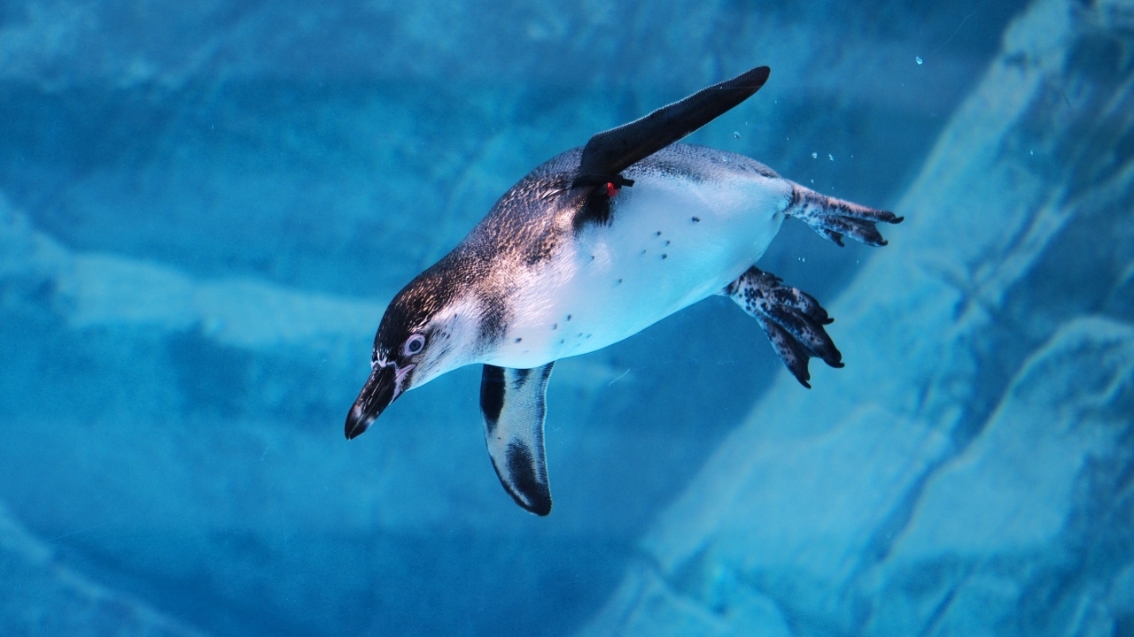 Пингвин плывет под водой