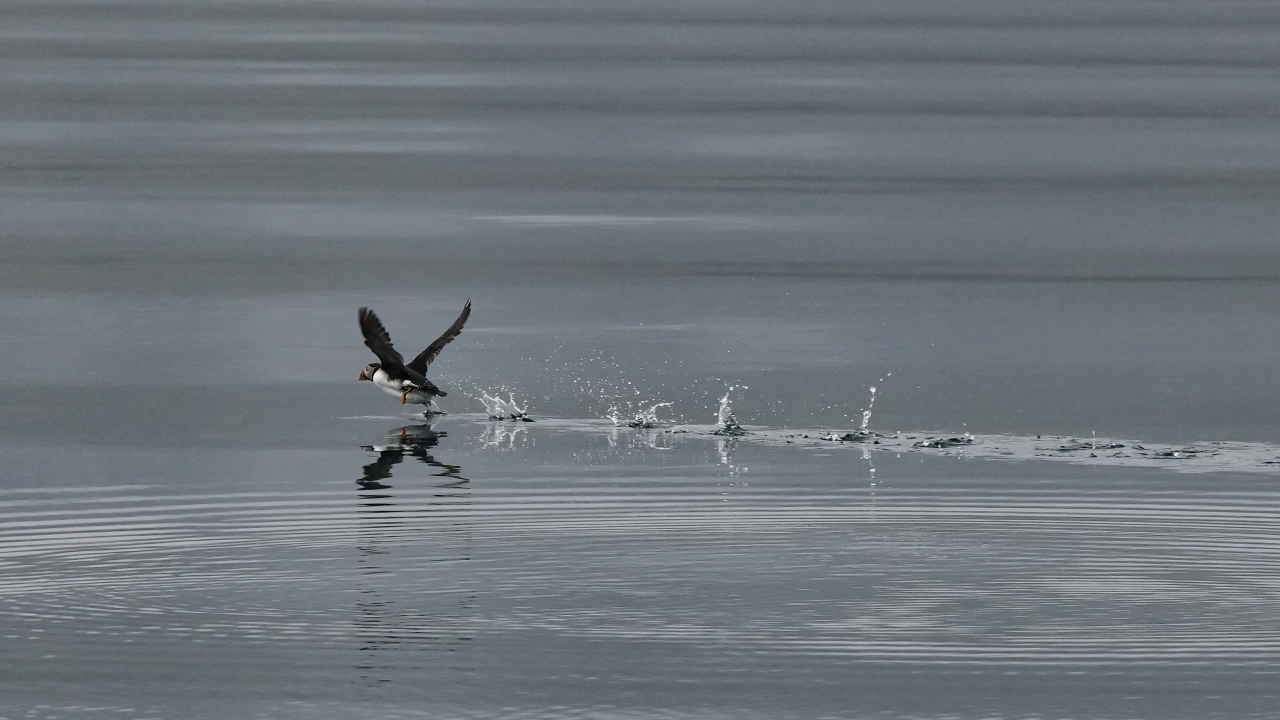 Птица тупик взлетает по воде