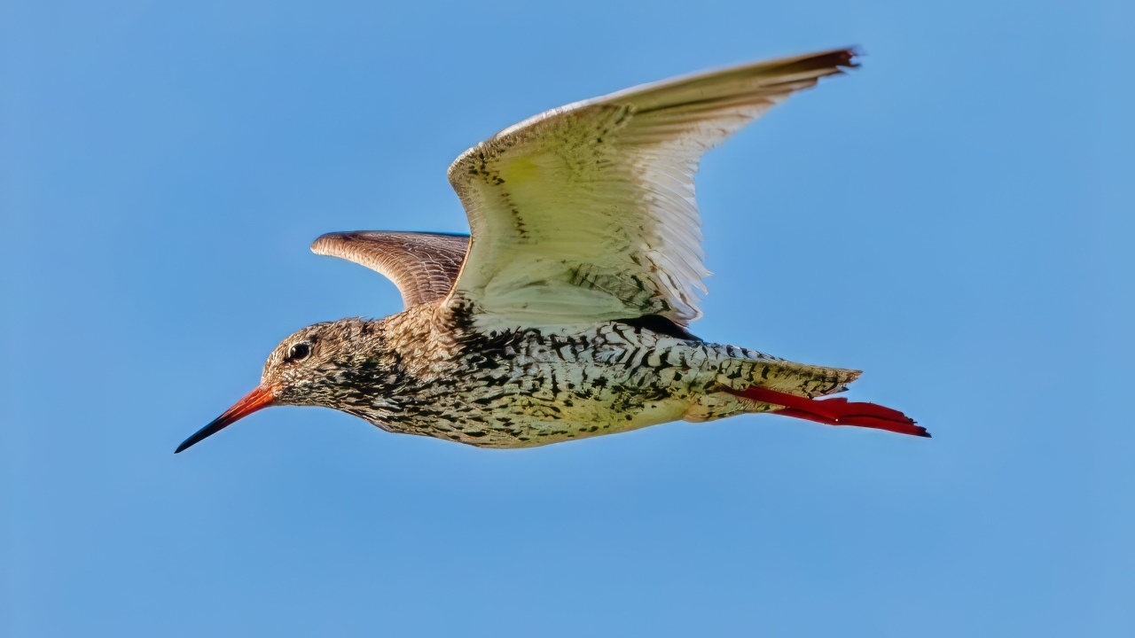 Птица красный стебель летит в небе