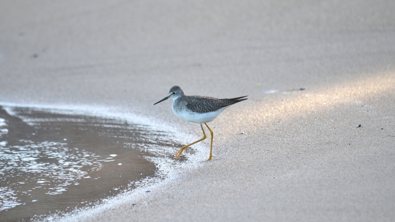 Птица кулик с острым клювом у воды