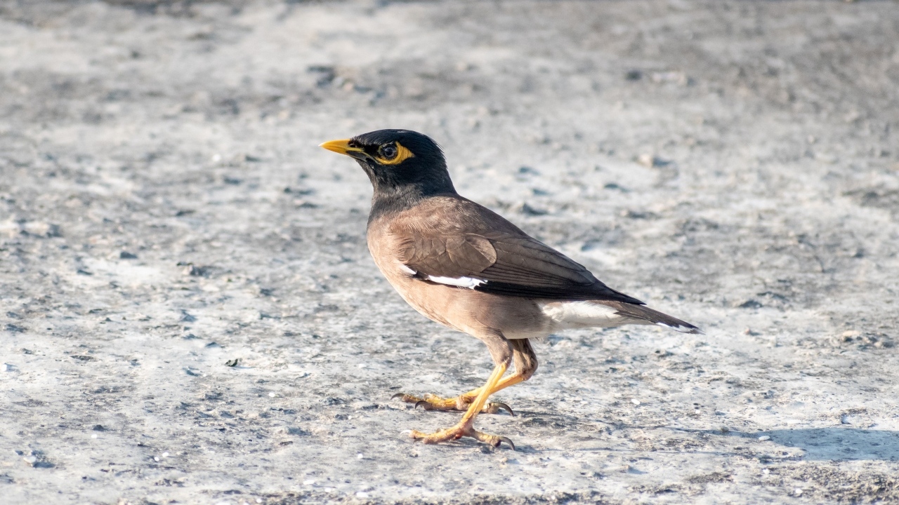 Маленькая обыкновенная майна 