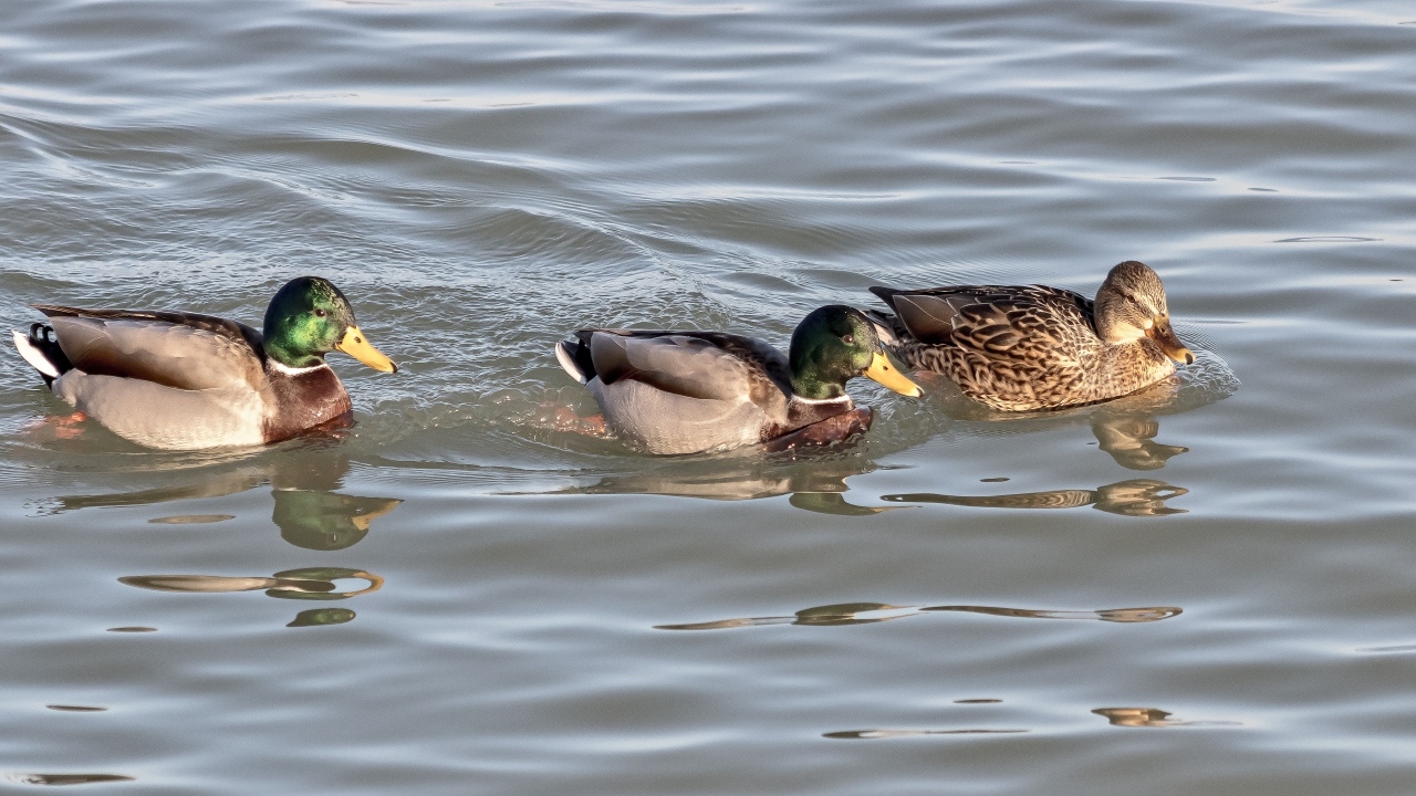 Три утки плавают в воде