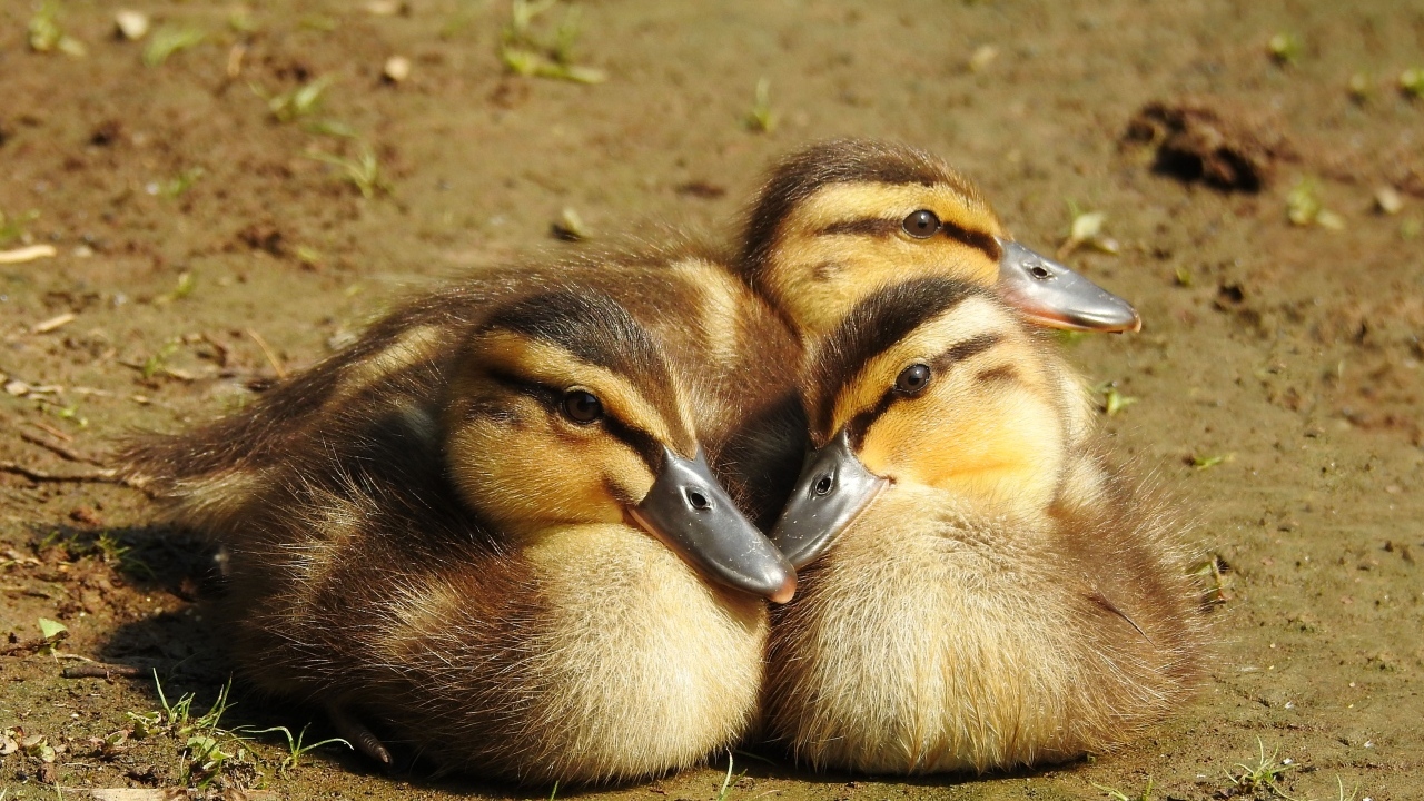 Три маленьких утенка сидят на земле
