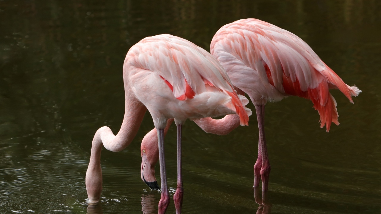 Два розовых фламинго опустили клюв в воду