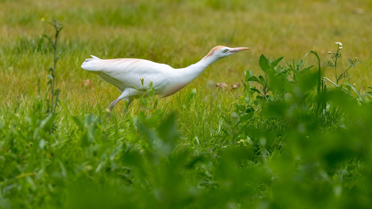 Белая цапля в зеленой траве