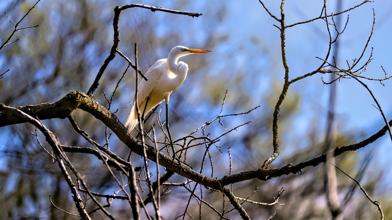 Белая цапля сидит на ветке дерева в лучах солнца