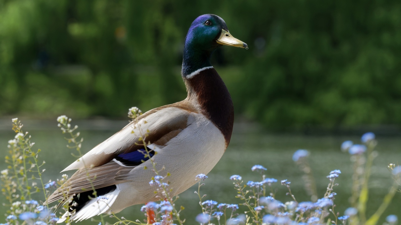 Дикий селезень стоит у воды летом