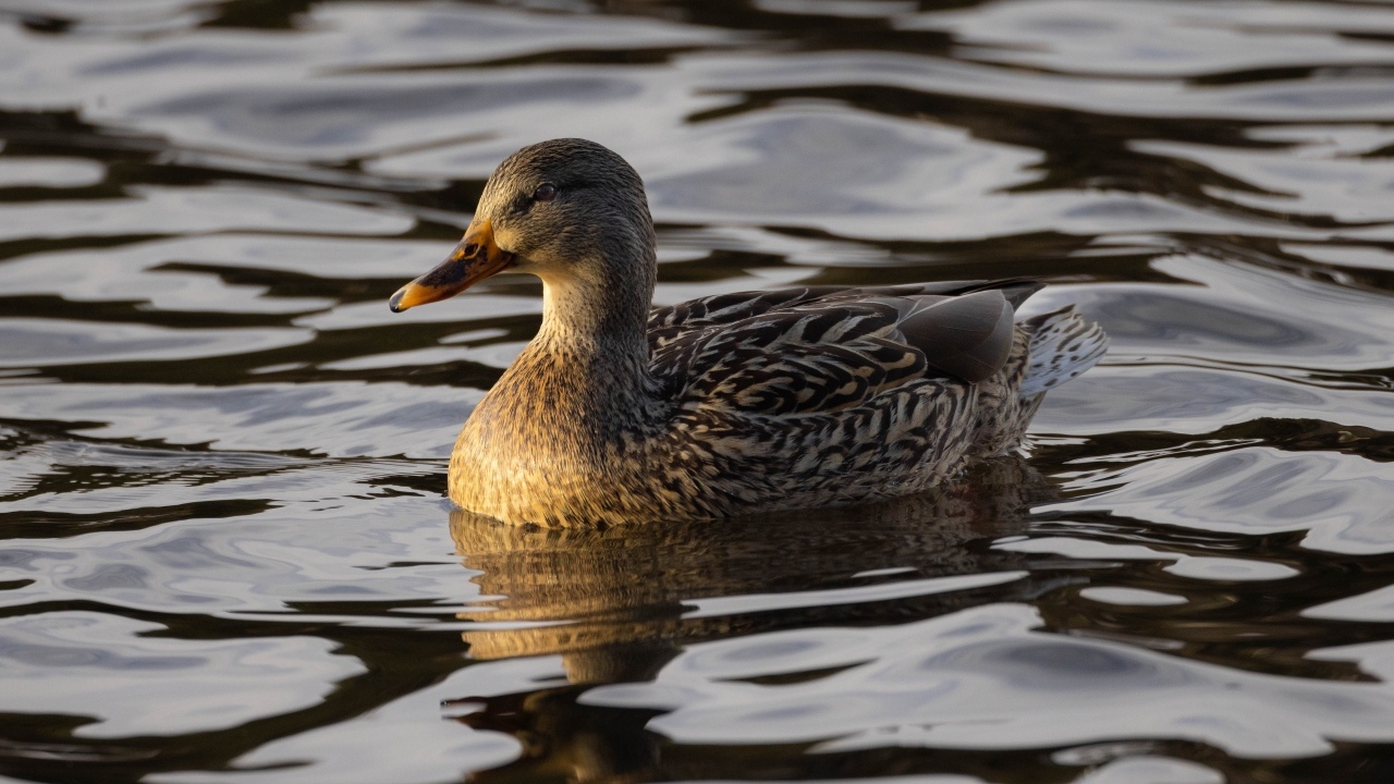 Дикая серая утка в воде