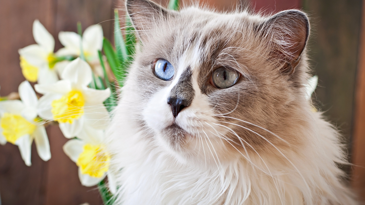 Красивый кот с разными глазами с цветами нарцисса 