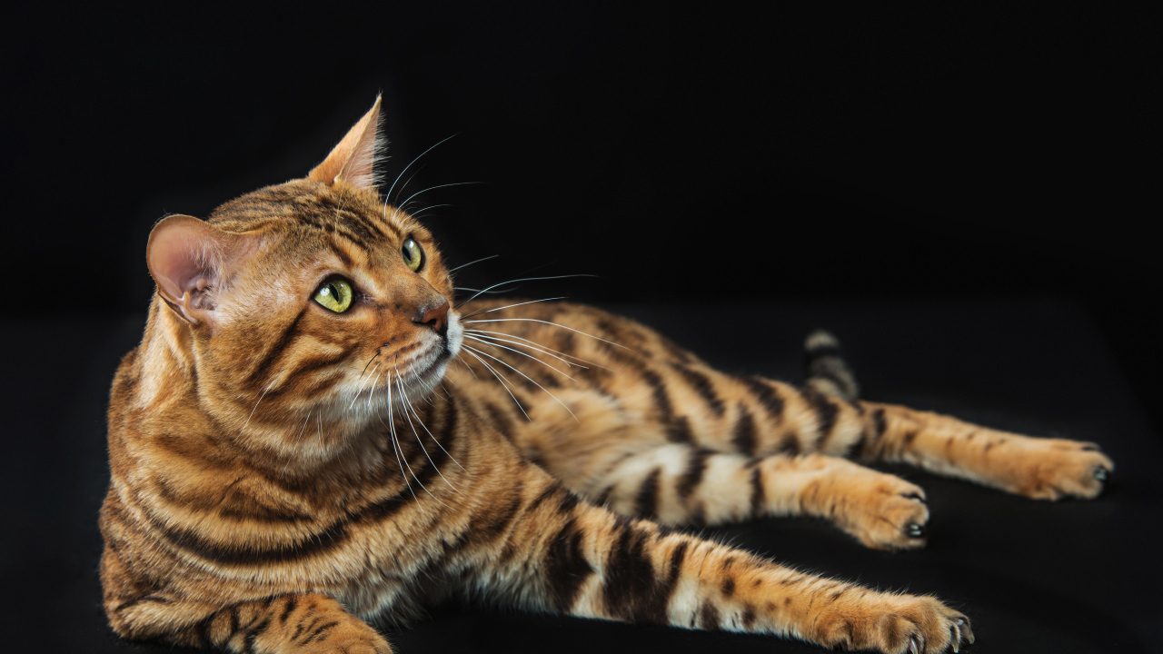 Красивый дорогой бенгальский кот на черном фоне