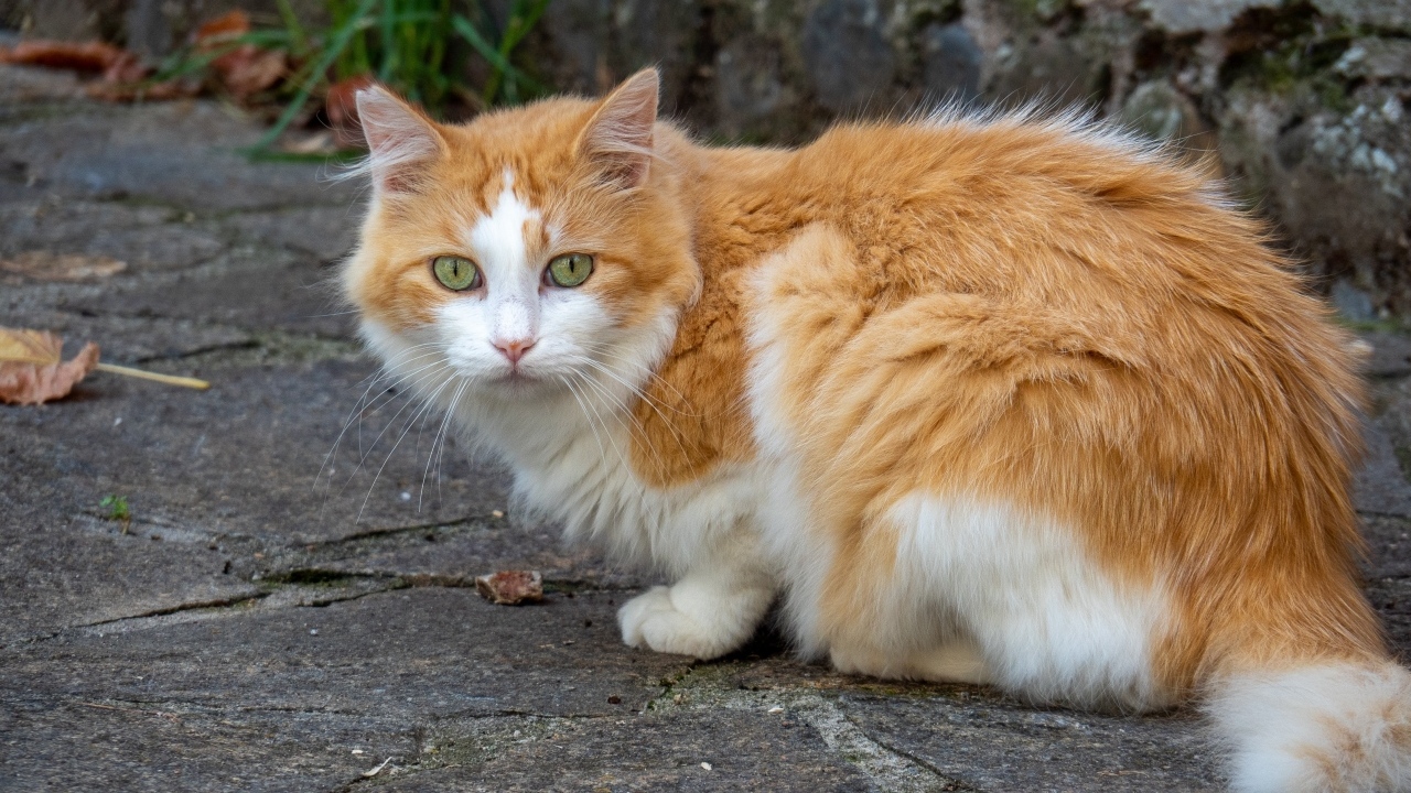 Красивый зеленоглазый пушистый рыжий с белым кот 