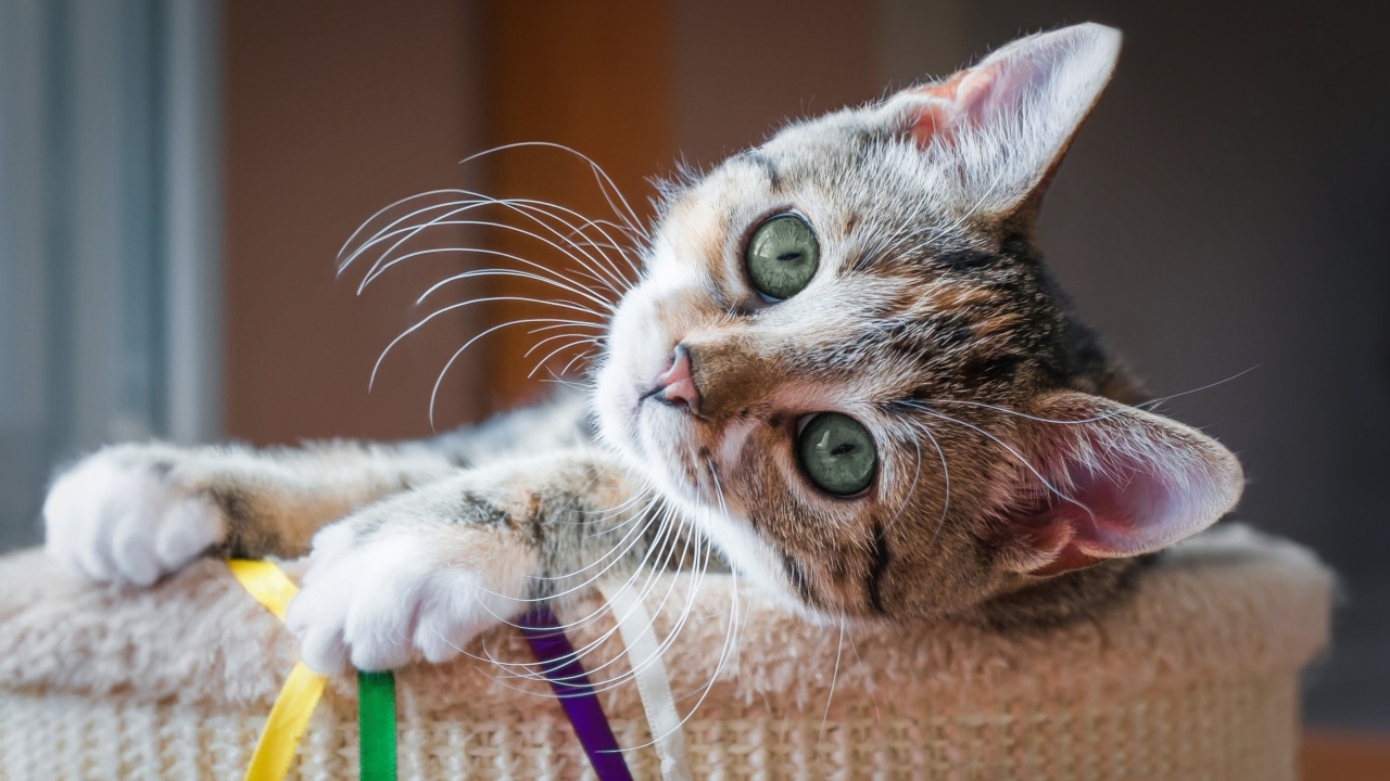 Красивый маленький серый котенок с зелеными глазами