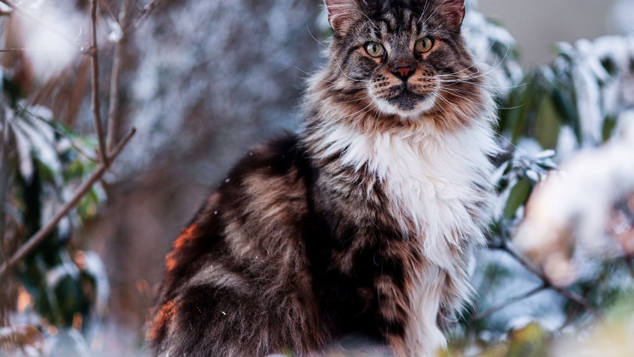 Большой мейн кун сидит в ветках 