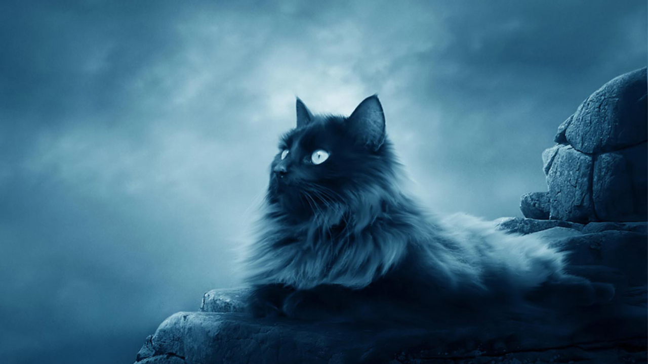 Большой черный кот лежит на камнях 