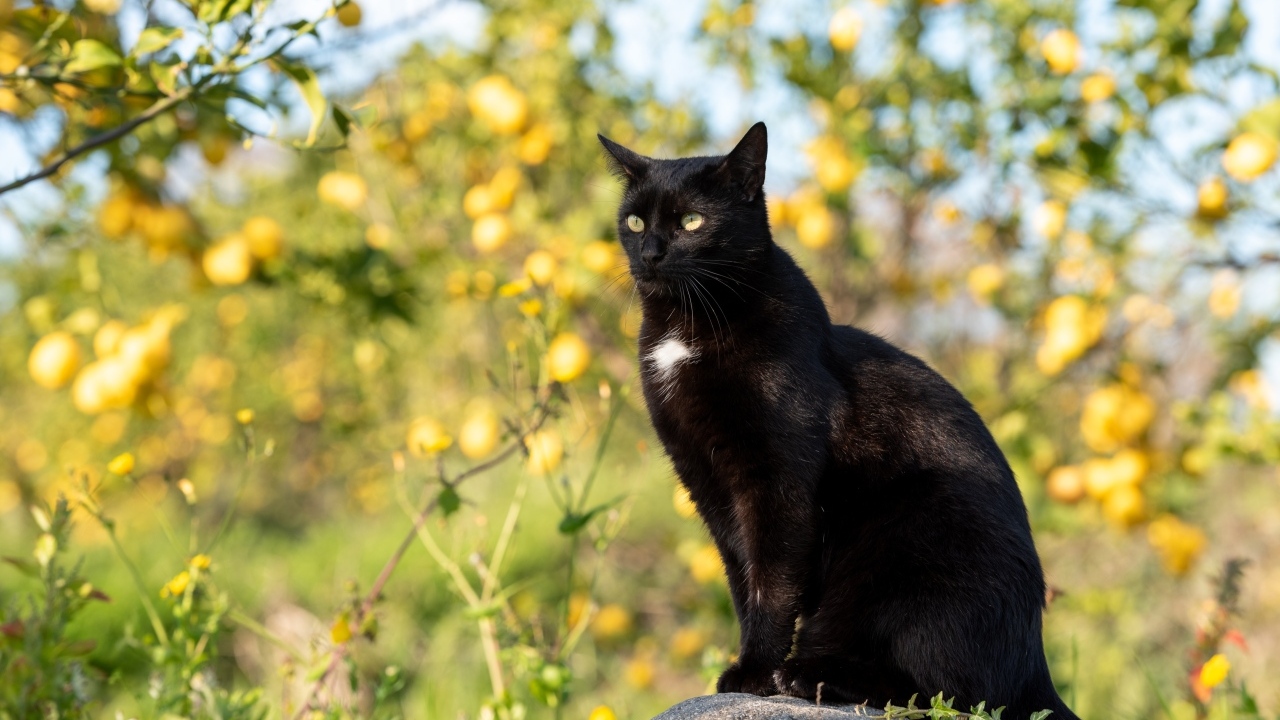 Большой черный кот сидит на камне в саду