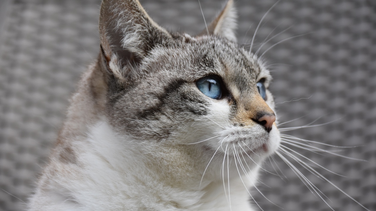 Голубоглазая европейская кошка