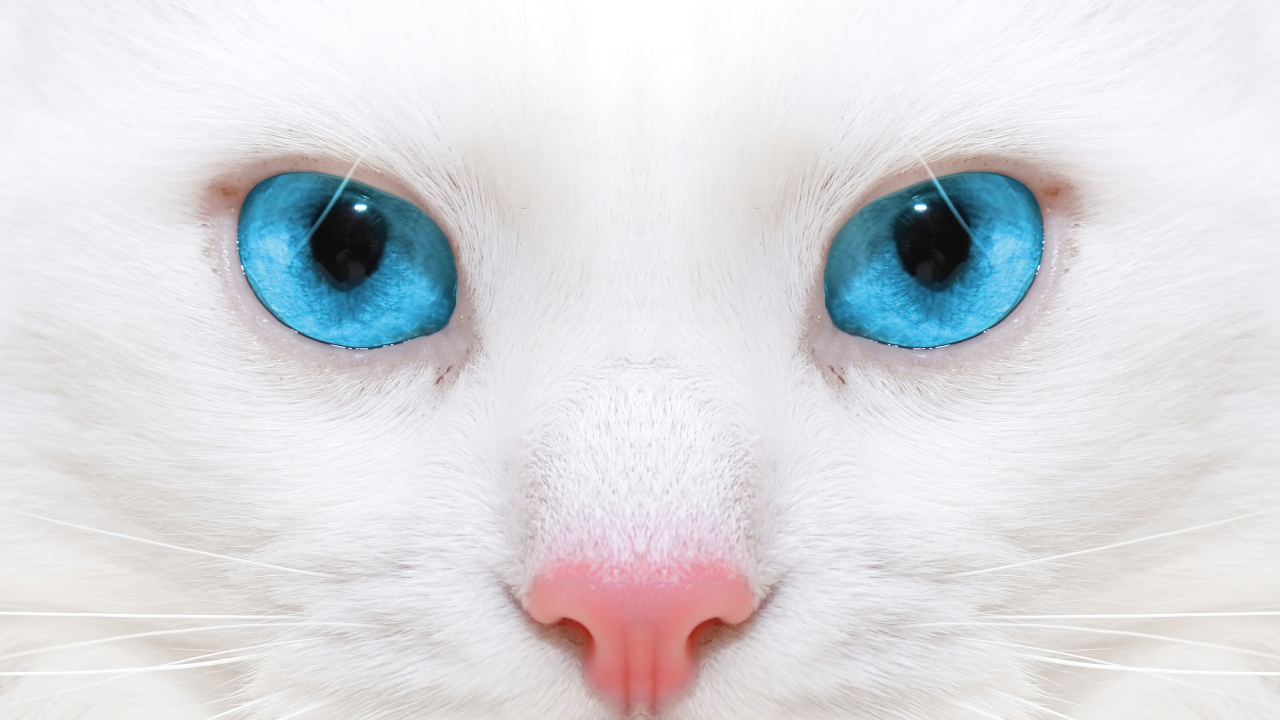 Голубоглазая кошка с розовым носом