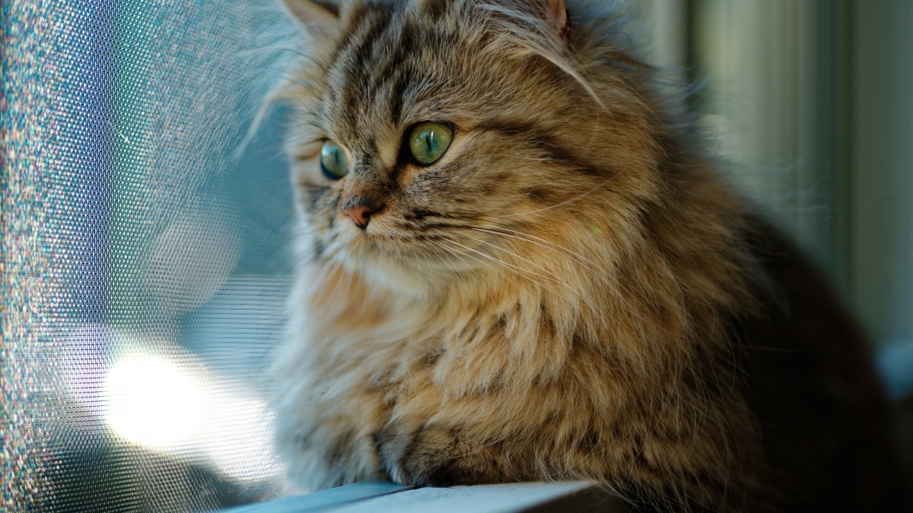 Пушистый серый зеленоглазый кот смотрит в окно 