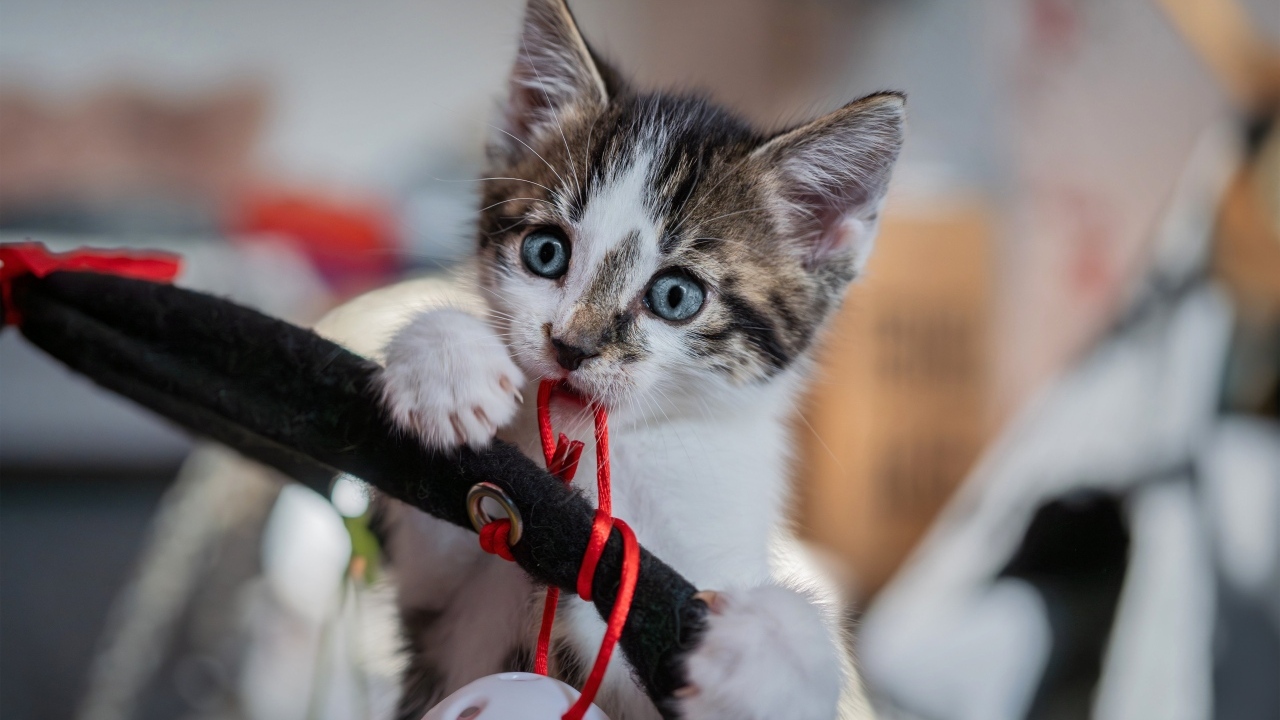 Смешной голубоглазый котенок играет с игрушкой