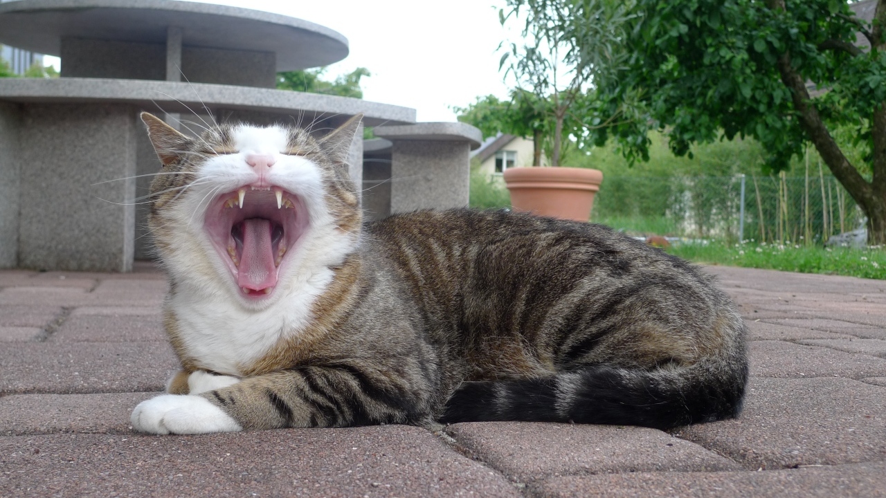 Серый полосатый кот зевает 