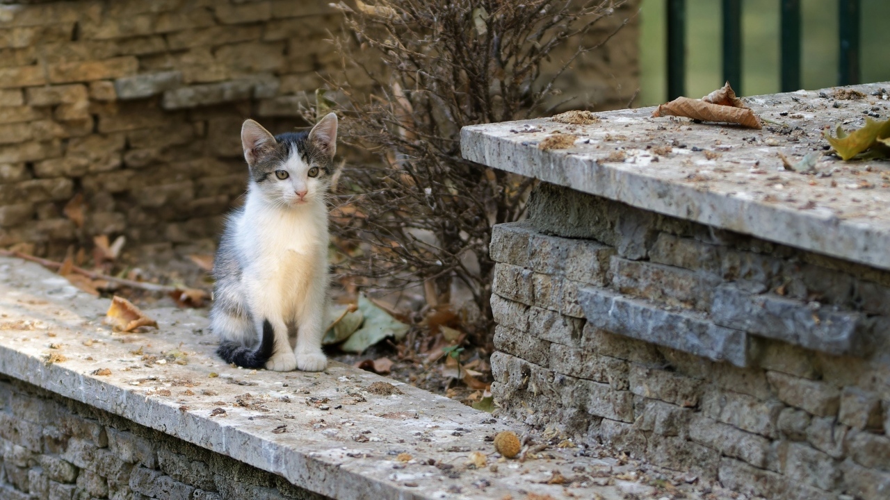 Маленький котенок на улице у дома