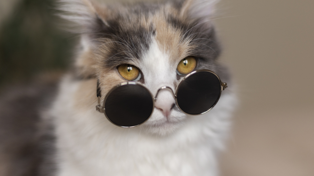 Разноцветная кошка в черных очках 